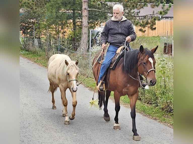 American Quarter Horse Hengst 1 Jahr 148 cm Palomino in M&#xFC;glitztal