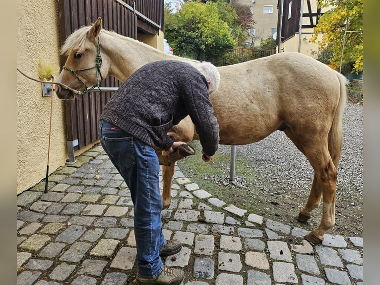 American Quarter Horse Hengst 1 Jahr 148 cm Palomino in M&#xFC;glitztal