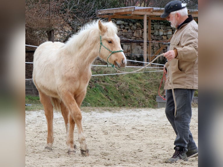 American Quarter Horse Hengst 1 Jahr 148 cm Palomino in Müglitztal