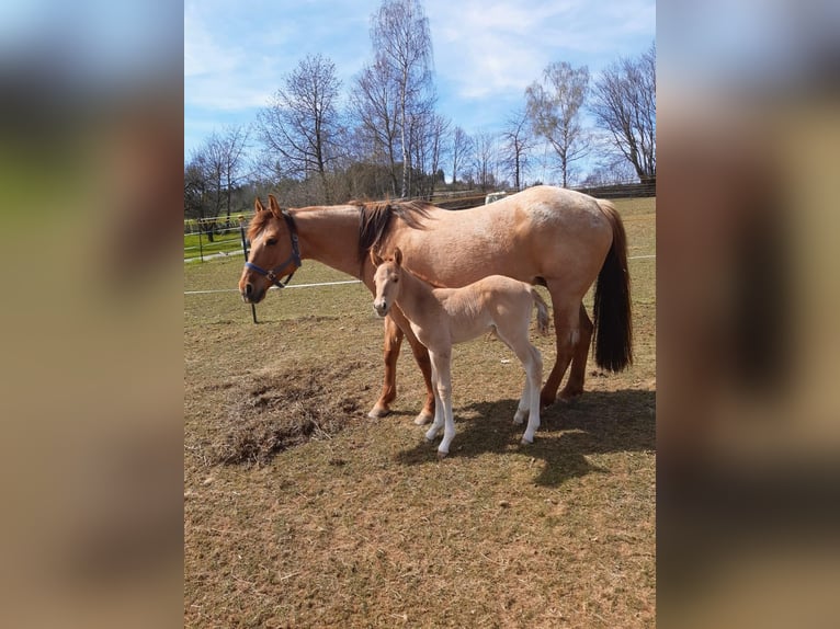 American Quarter Horse Hengst 1 Jahr 148 cm Red Dun in Erbendorf