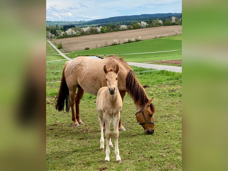 American Quarter Horse Hengst 1 Jahr 148 cm Red Dun in Erbendorf