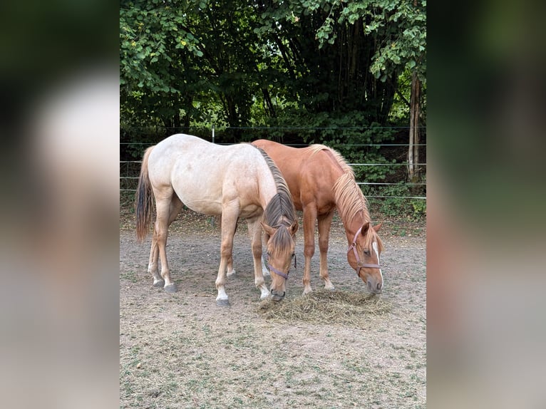 American Quarter Horse Hengst 1 Jahr 148 cm Red Dun in Erbendorf