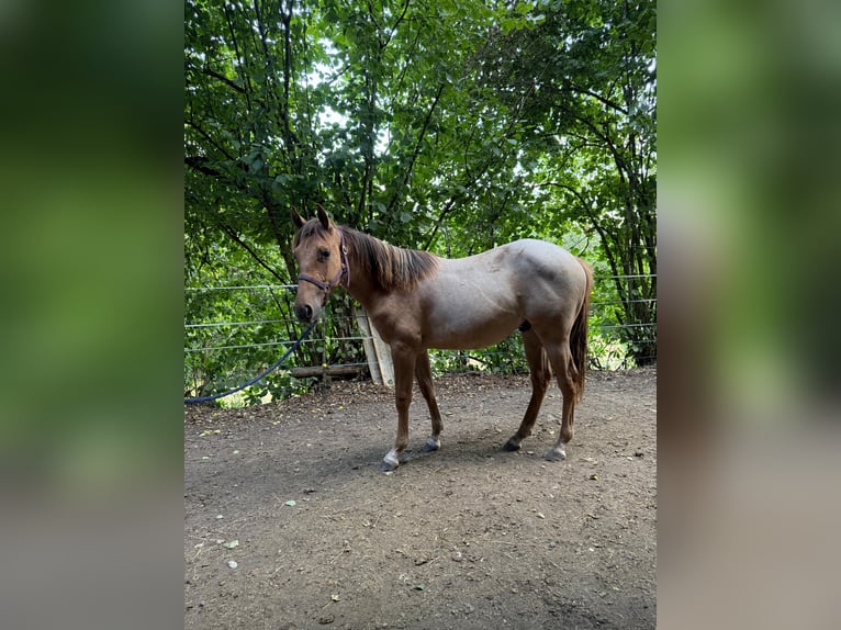American Quarter Horse Hengst 1 Jahr 148 cm Red Dun in Erbendorf