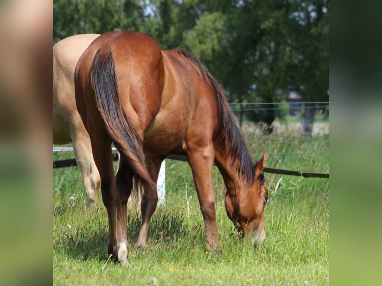 American Quarter Horse Hengst 1 Jahr 149 cm Brauner in Stade
