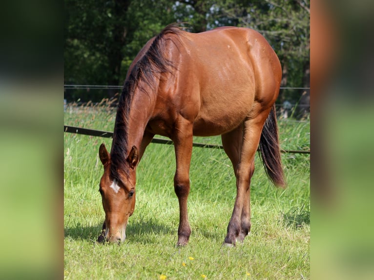 American Quarter Horse Hengst 1 Jahr 149 cm Brauner in Stade