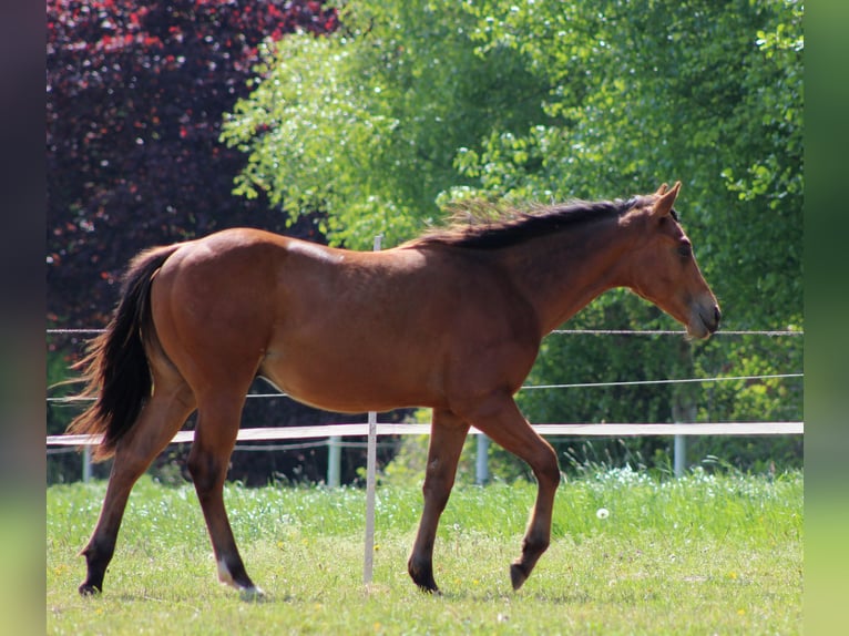 American Quarter Horse Hengst 1 Jahr 149 cm Brauner in Stade