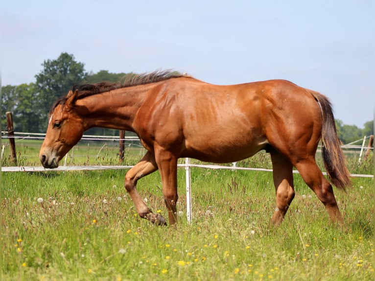 American Quarter Horse Hengst 1 Jahr 149 cm Brauner in Stade