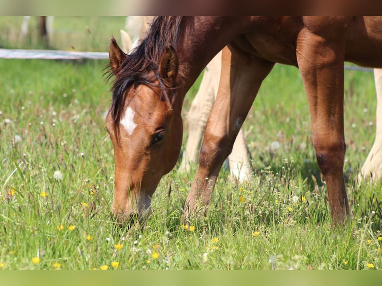 American Quarter Horse Hengst 1 Jahr 149 cm Brauner in Stade