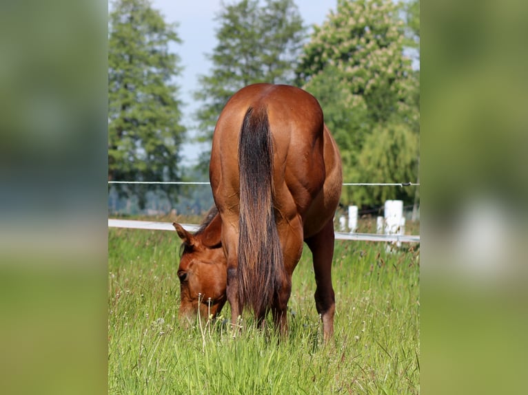 American Quarter Horse Hengst 1 Jahr 149 cm Brauner in Stade