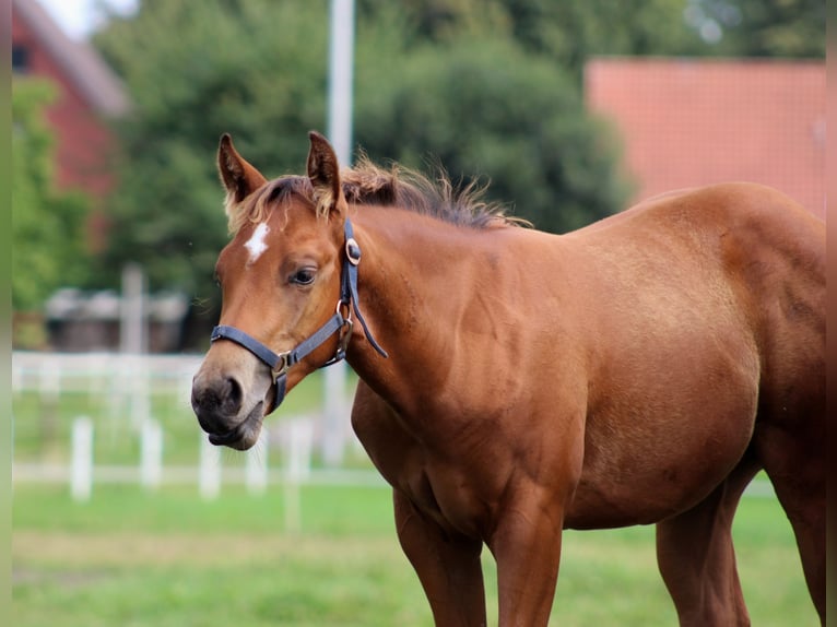 American Quarter Horse Hengst 1 Jahr 149 cm Brauner in Stade