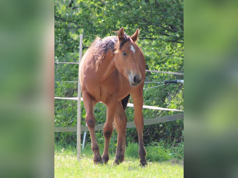 American Quarter Horse Hengst 1 Jahr 149 cm Brauner in Stade