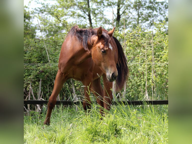 American Quarter Horse Hengst 1 Jahr 149 cm Brauner in Stade