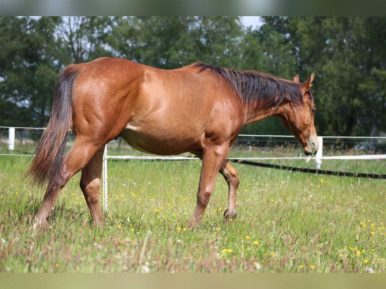American Quarter Horse Hengst 1 Jahr 149 cm Brauner in Stade