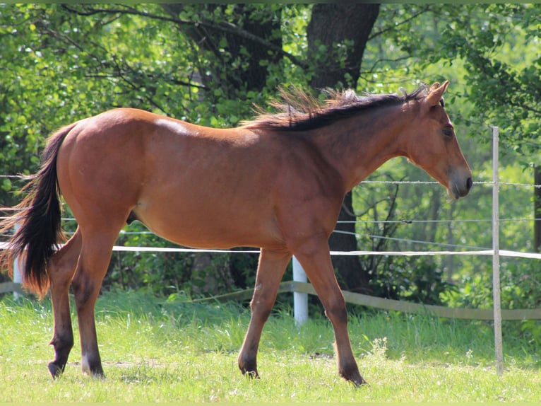 American Quarter Horse Hengst 1 Jahr 149 cm Brauner in Stade