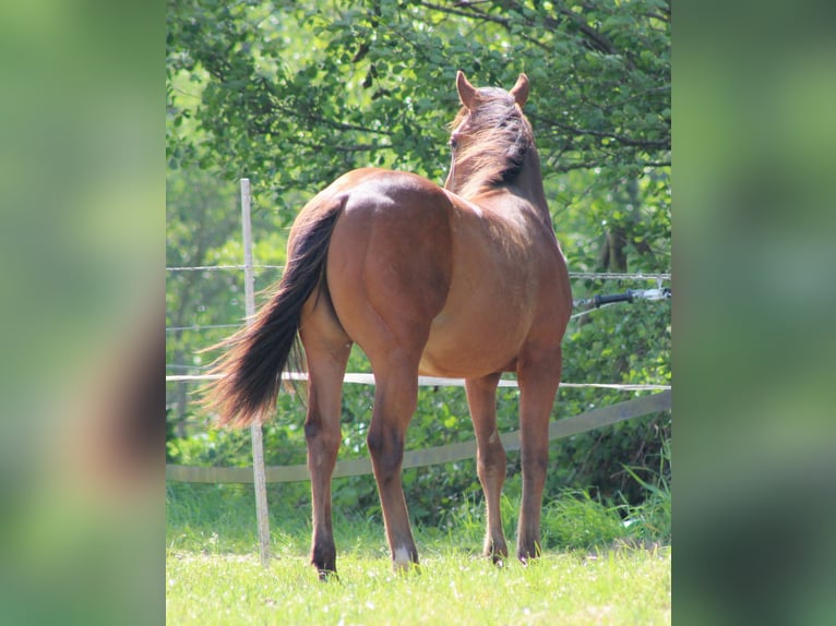 American Quarter Horse Hengst 1 Jahr 149 cm Brauner in Stade