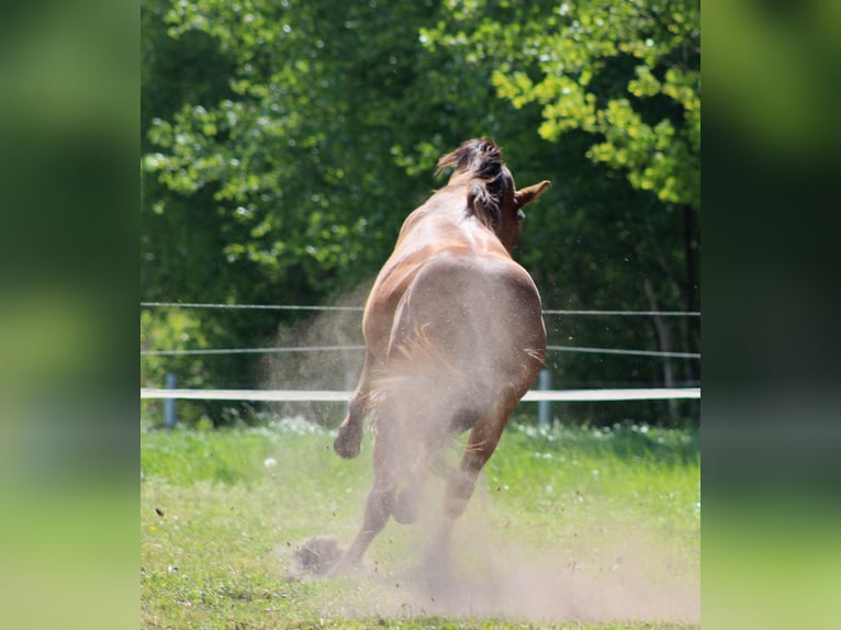 American Quarter Horse Hengst 1 Jahr 149 cm Brauner in Stade