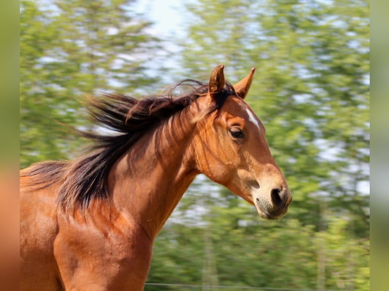American Quarter Horse Hengst 1 Jahr 149 cm Brauner in Stade