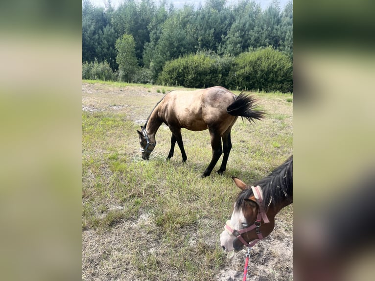 American Quarter Horse Hengst 1 Jahr 149 cm Buckskin in Warszawa