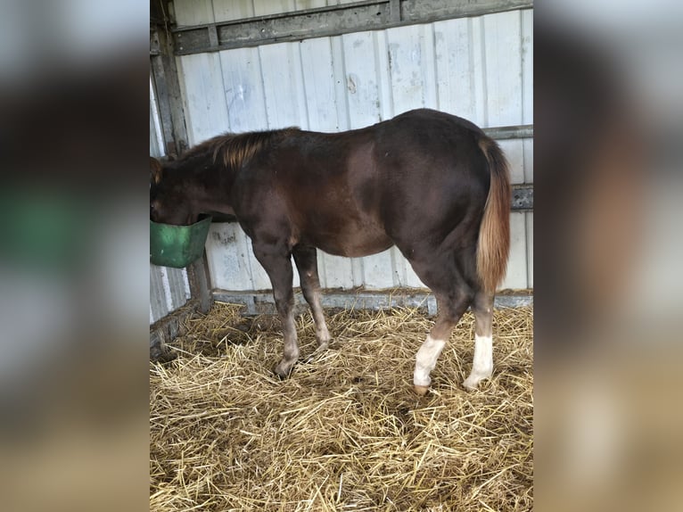 American Quarter Horse Hengst 1 Jahr 150 cm Brauner in Betekom