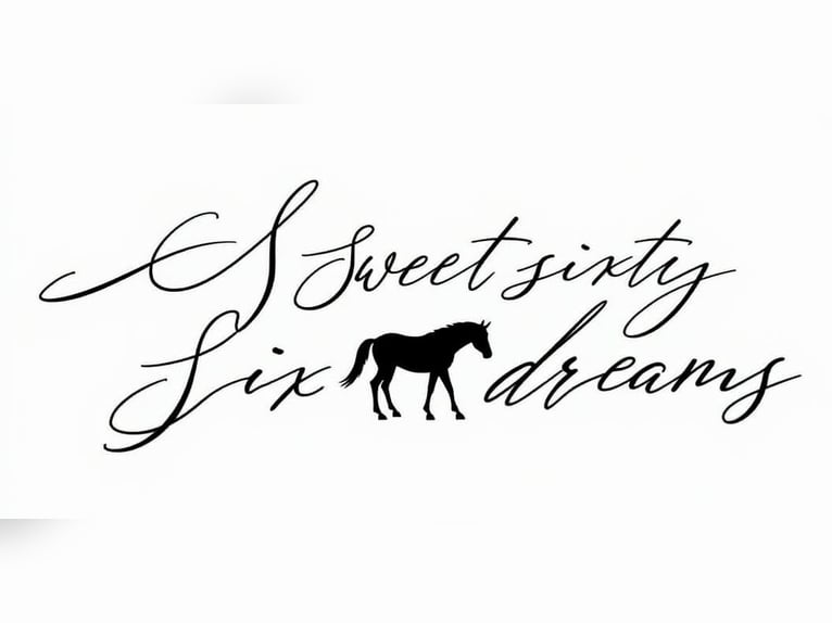 American Quarter Horse Hengst 1 Jahr 150 cm Brauner in Betekom