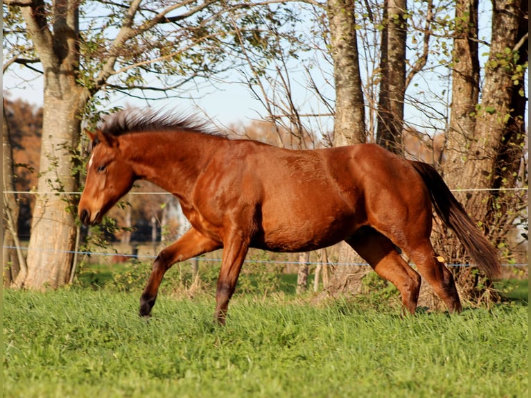 American Quarter Horse Hengst 1 Jahr 150 cm Brauner in Stade