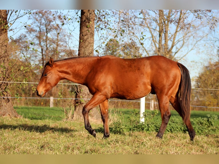 American Quarter Horse Hengst 1 Jahr 150 cm Brauner in Stade