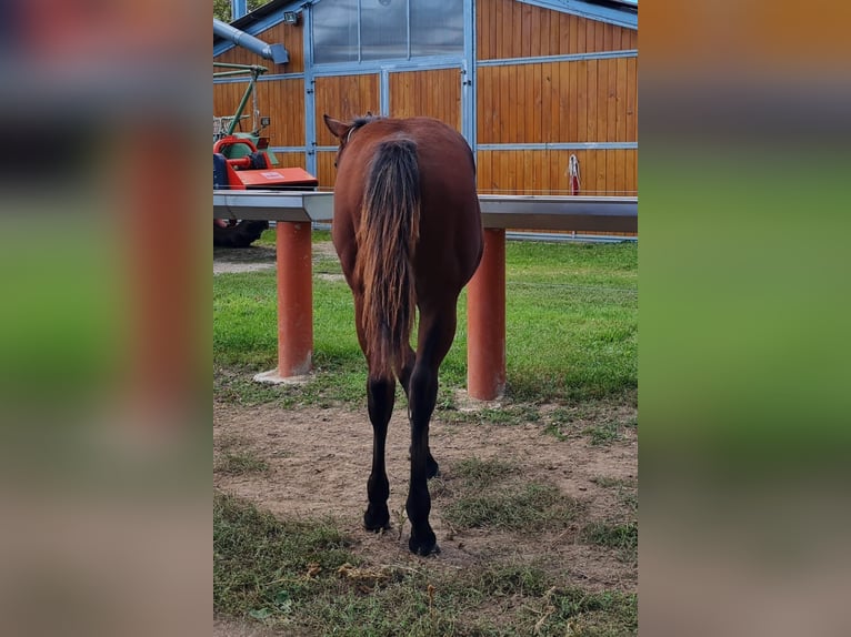 American Quarter Horse Hengst 1 Jahr 150 cm Brauner in Naumburg