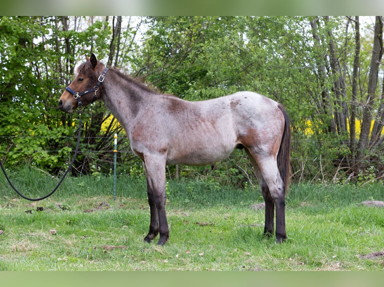 American Quarter Horse Hengst 1 Jahr 150 cm Braunfalbschimmel in Neumünster