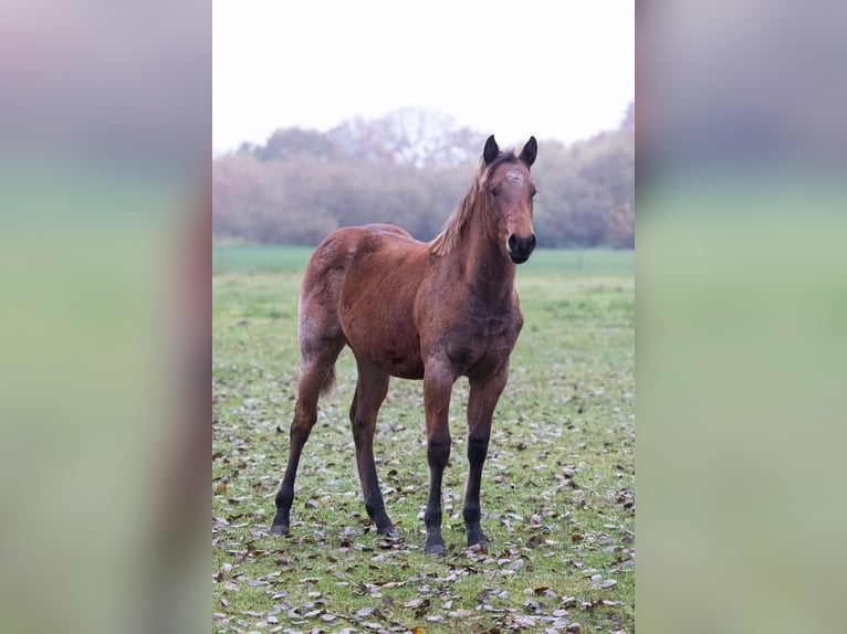 American Quarter Horse Hengst 1 Jahr 150 cm Braunfalbschimmel in Neumünster
