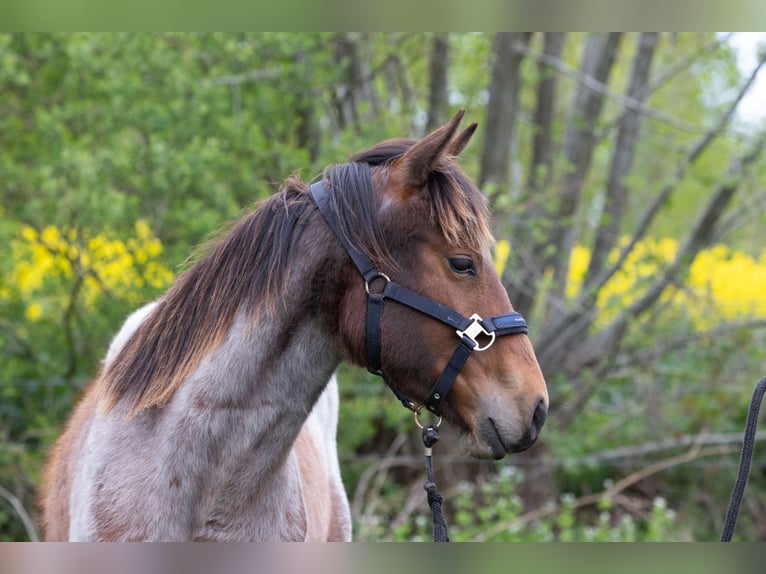 American Quarter Horse Hengst 1 Jahr 150 cm Braunfalbschimmel in Neumünster