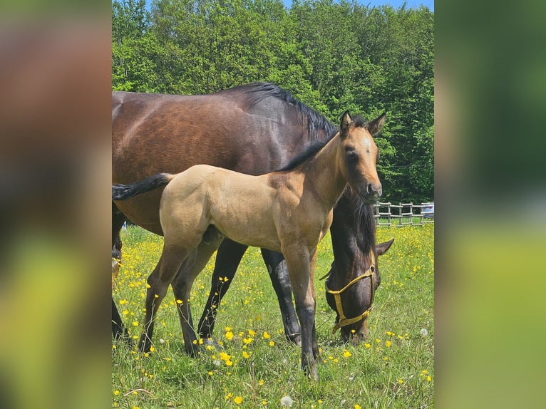 American Quarter Horse Hengst 1 Jahr 150 cm Braunfalbschimmel in Amorbach