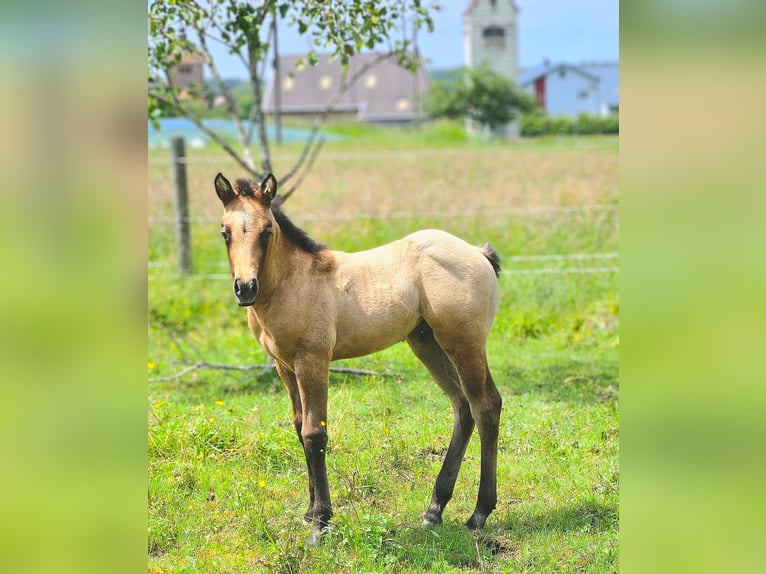 American Quarter Horse Hengst 1 Jahr 150 cm Braunfalbschimmel in Amorbach