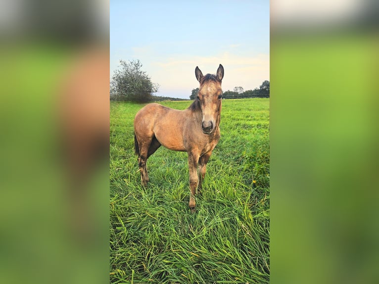 American Quarter Horse Hengst 1 Jahr 150 cm Braunfalbschimmel in Amorbach