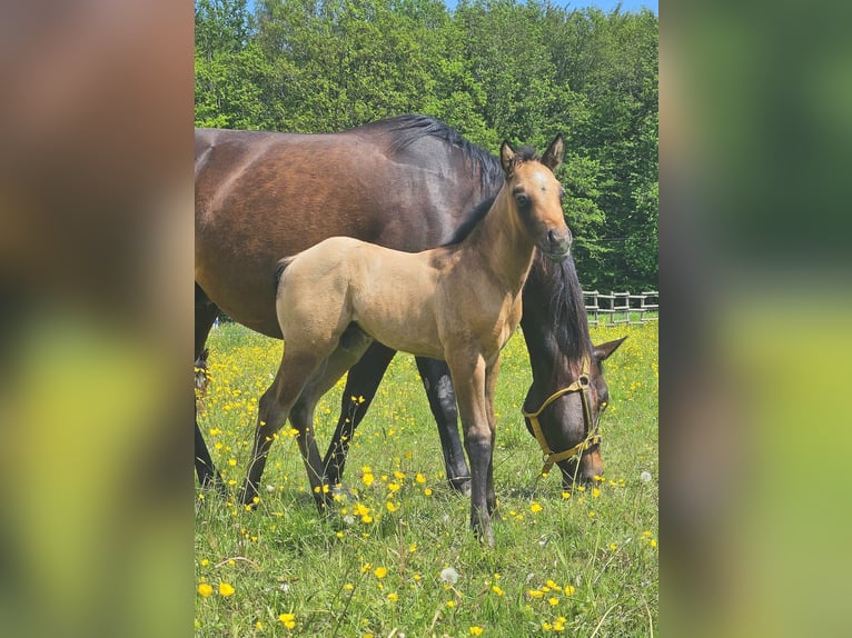 American Quarter Horse Hengst 1 Jahr 150 cm Braunfalbschimmel in Amorbach