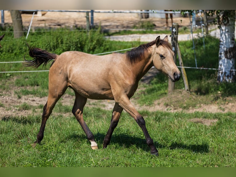 American Quarter Horse Hengst 1 Jahr 150 cm Buckskin in Dietenheim
