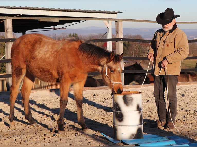 American Quarter Horse Hengst 1 Jahr 150 cm Buckskin in Müglitztal