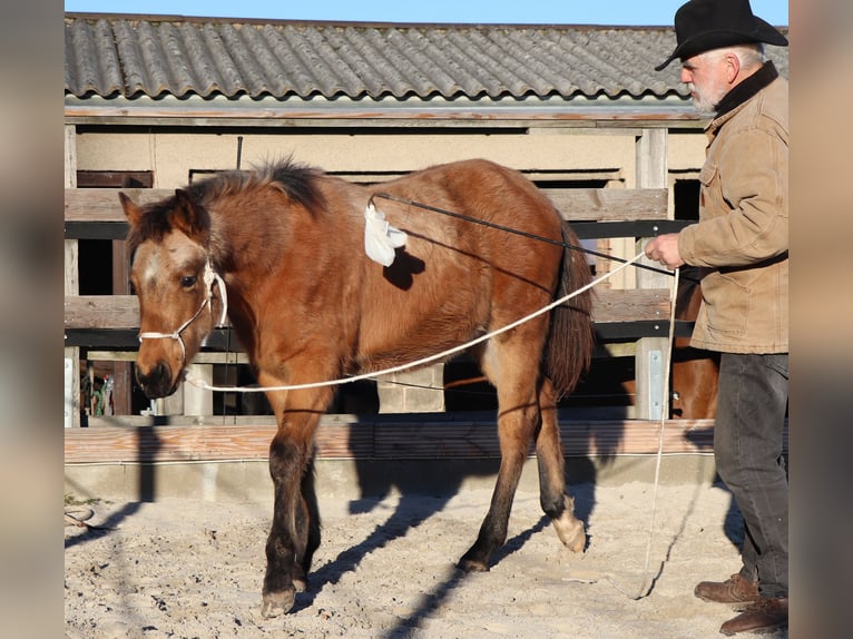 American Quarter Horse Hengst 1 Jahr 150 cm Buckskin in Müglitztal