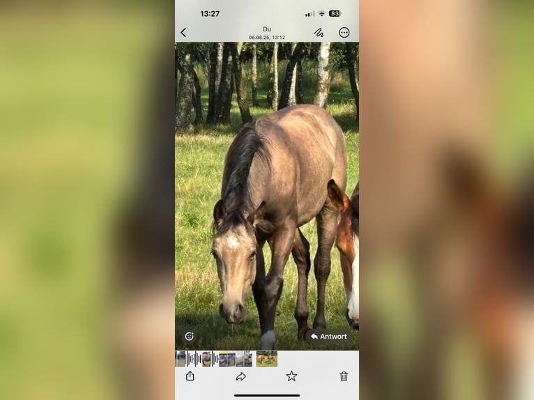 American Quarter Horse Hengst 1 Jahr 150 cm Buckskin in Erkelenz