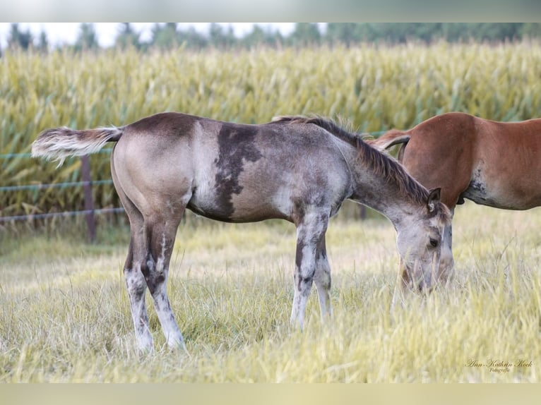 American Quarter Horse Hengst 1 Jahr 150 cm Buckskin in Erkelenz