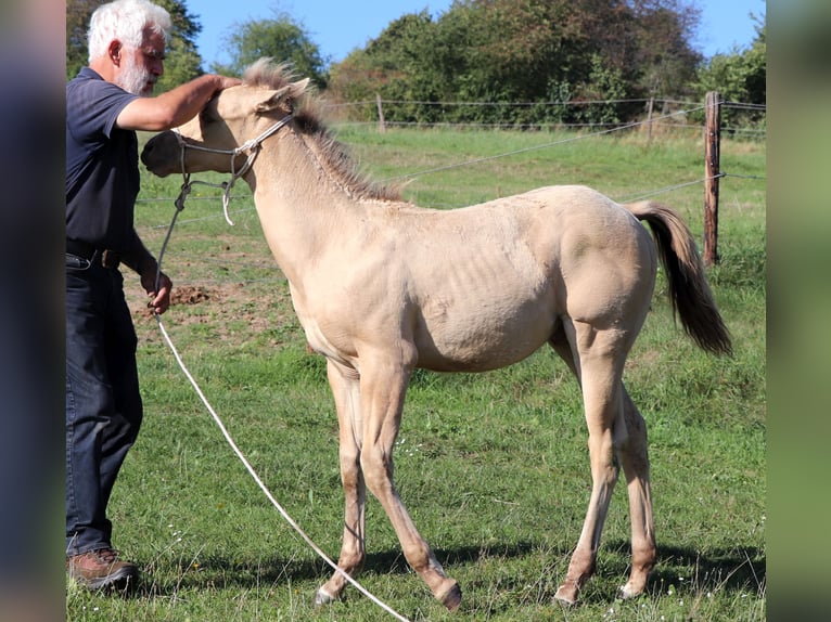 American Quarter Horse Hengst 1 Jahr 150 cm Champagne in Müglitztal