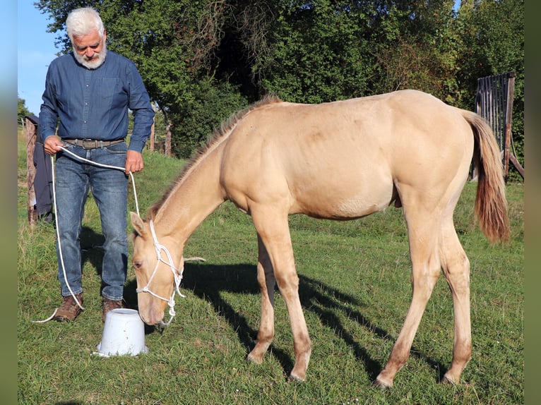 American Quarter Horse Hengst 1 Jahr 150 cm Champagne in Müglitztal
