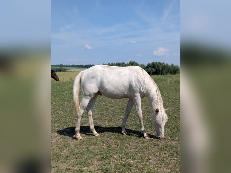 American Quarter Horse Hengst 1 Jahr 150 cm Cremello in Attenkirchen