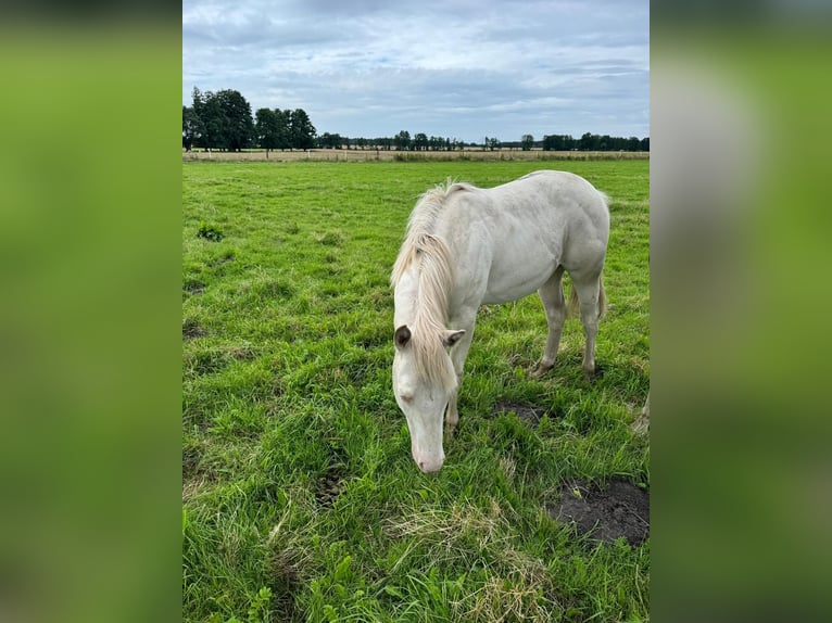 American Quarter Horse Hengst 1 Jahr 150 cm Cremello in Moritz