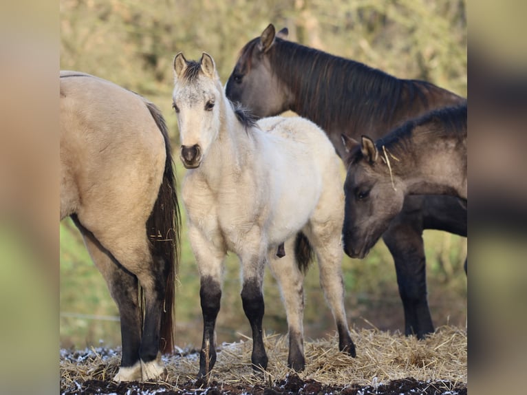 American Quarter Horse Hengst 1 Jahr 150 cm Dunalino in Bodenfelde