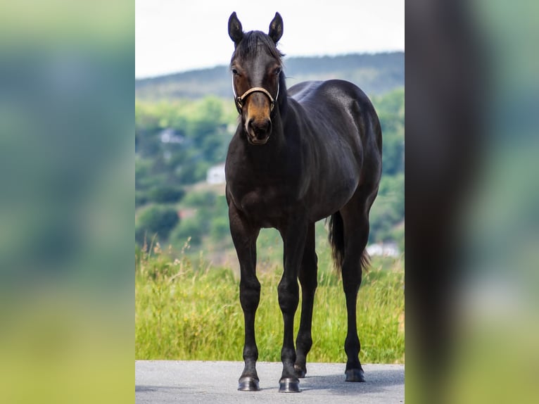 American Quarter Horse Hengst 1 Jahr 150 cm Dunkelbrauner in Rudolstadt