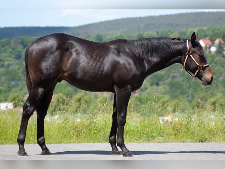 American Quarter Horse Hengst 1 Jahr 150 cm Dunkelbrauner in Rudolstadt