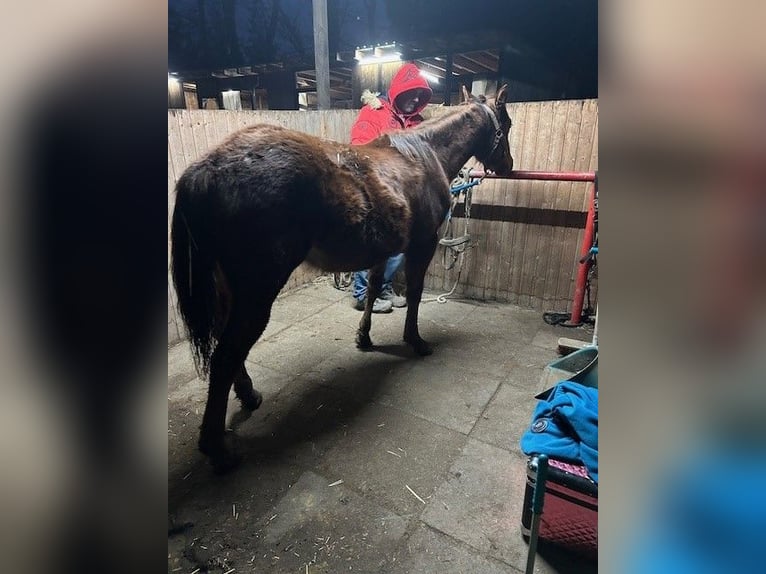 American Quarter Horse Hengst 1 Jahr 150 cm Dunkelfuchs in Steinebrunn