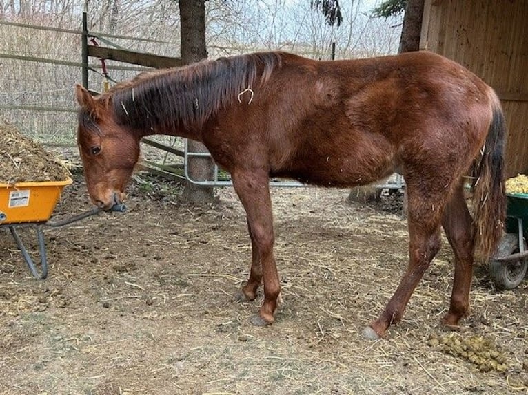 American Quarter Horse Hengst 1 Jahr 150 cm Dunkelfuchs in Steinebrunn