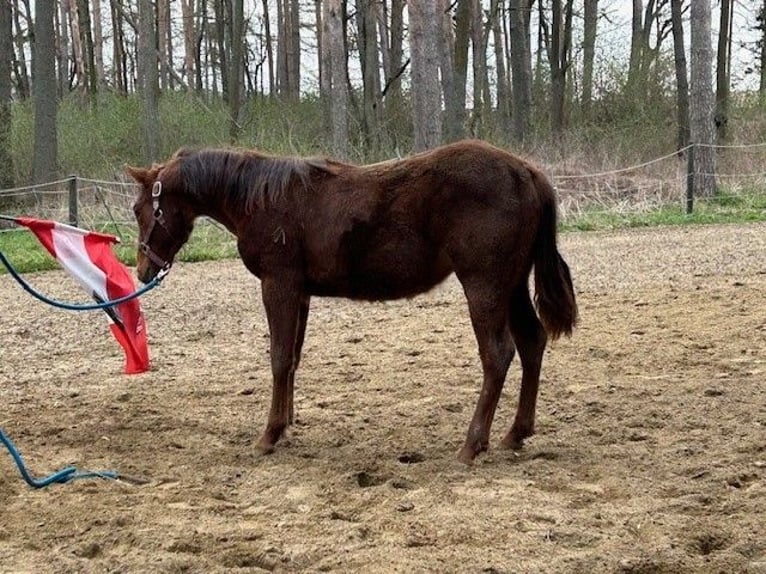 American Quarter Horse Hengst 1 Jahr 150 cm Dunkelfuchs in Steinebrunn