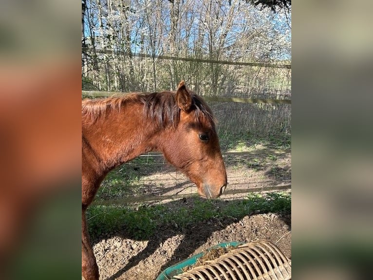 American Quarter Horse Hengst 1 Jahr 150 cm Dunkelfuchs in Steinebrunn